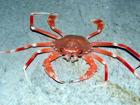 crab-4